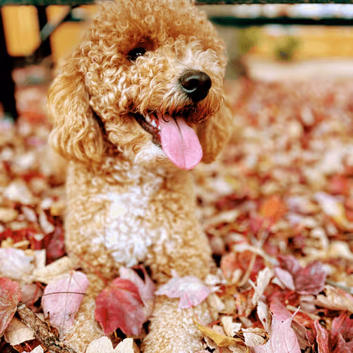 Bruno The Goldendoodle