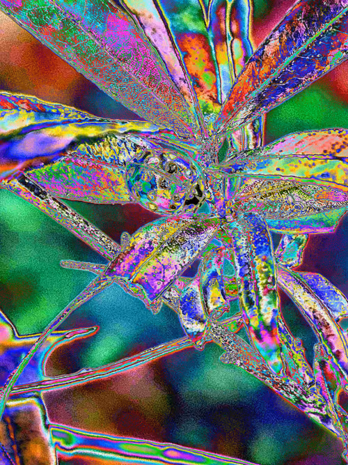 Item #110989330100556245645671416955261820038772575588316729466901671034032792535041 Media