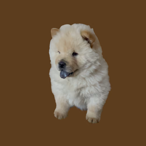Item #35388107283307368174495388733319962713813542129846964087412499512533744353281 Media