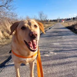 Walk with Crypto Dog 15