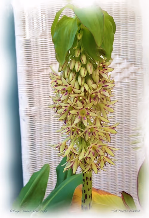 Item #25766228410116791685339336380012731519026805930459738932816938890774496411748 Media