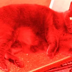CAT in RED