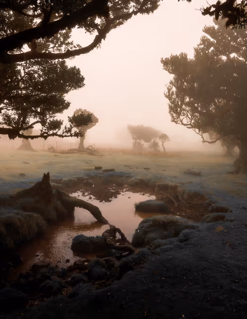 Item #70752512074221398135283330563893228865636439964240069417806288687130682064897 Media