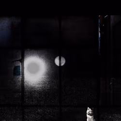 The cat at the shinning moon in the dark - From the series Lunas Lunatias