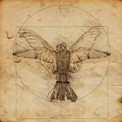 Vitruvian Columbidae 