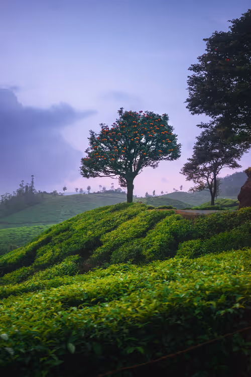 Item #87798985799507320700629747450071319071891674091342175736199796483891367247873 Media