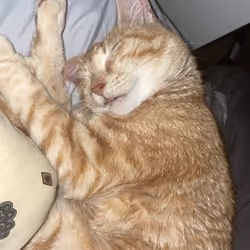 Tigger The Cat