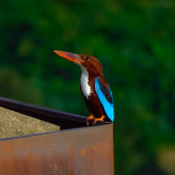 A lone Kingfisher 