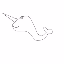 narwhal