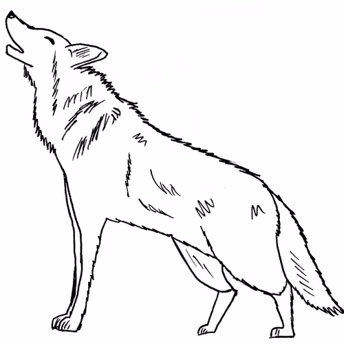 wolf