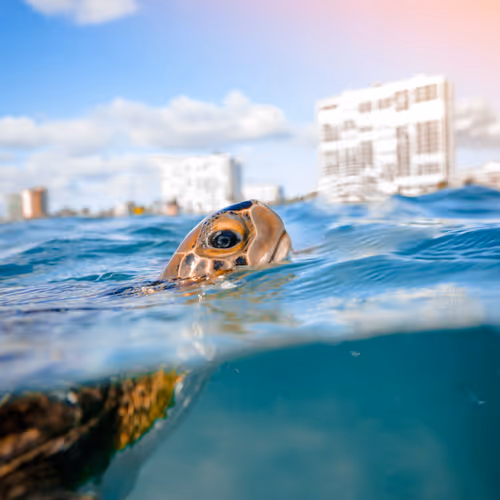 Underwater Explorers Collection