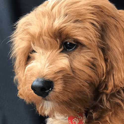 Untitled Collection #31531416