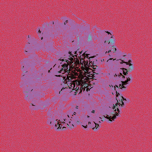 12 Views of a Gerbera Daisy