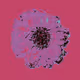 12 Views of a Gerbera Daisy