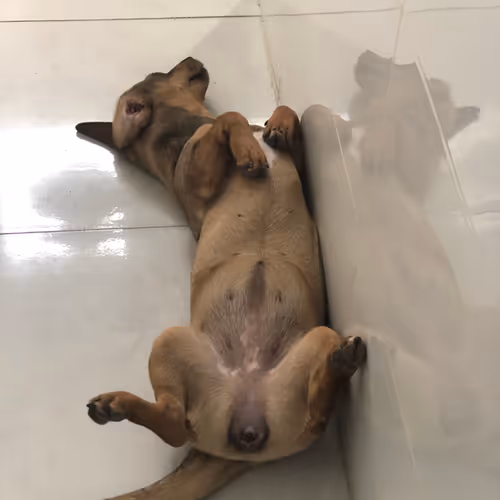 Dog by me old 1day