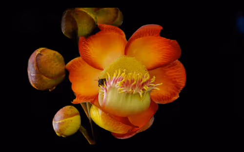 112000724350228495474711911108130364376243231564197861893917087709003776010