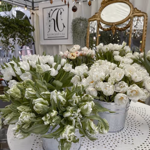 TylerFoust Collection