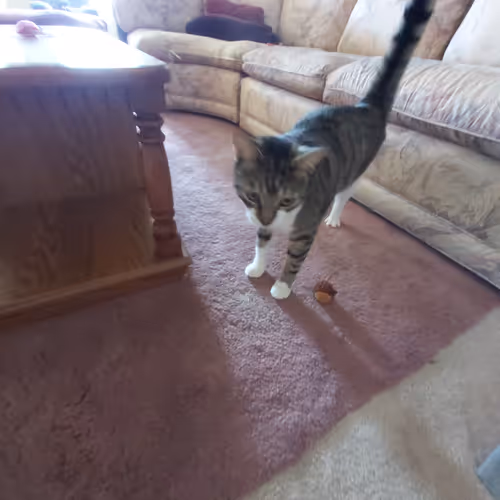 Ragnarush Collection