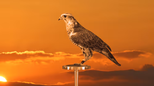 Item #5362693153686757663037229957776630052012240176014263673100968359695805841409 Media