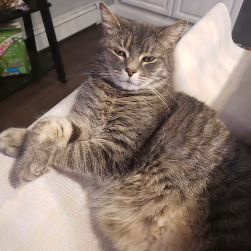 Fancy Cat