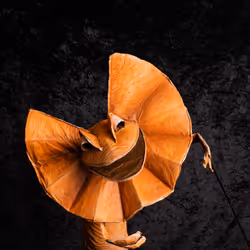 57804796688855264026974714255100123256465046152350675403876709678659378610181