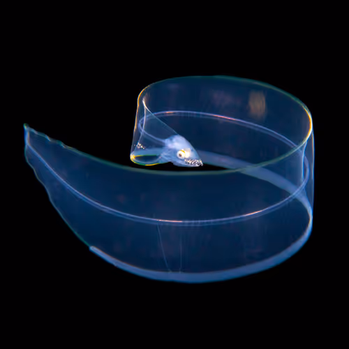 Item #16806804082444139046806831849360140189993946915260550880567242965409626849281 Media