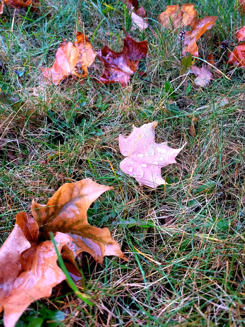 Item #77868307281678055080241722616571579042302916314068814689277648678126207631361 Media