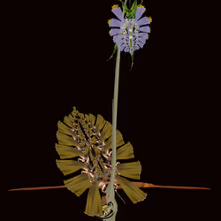 Flower 10