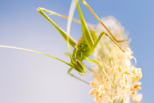 Item #11893448461842202167923125391346137616384292588036434545660885331946401431553 Media