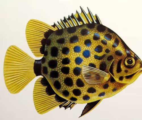 aztecsdoteth Collection