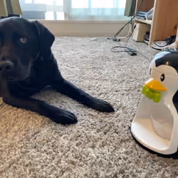 Penguin ice Black
