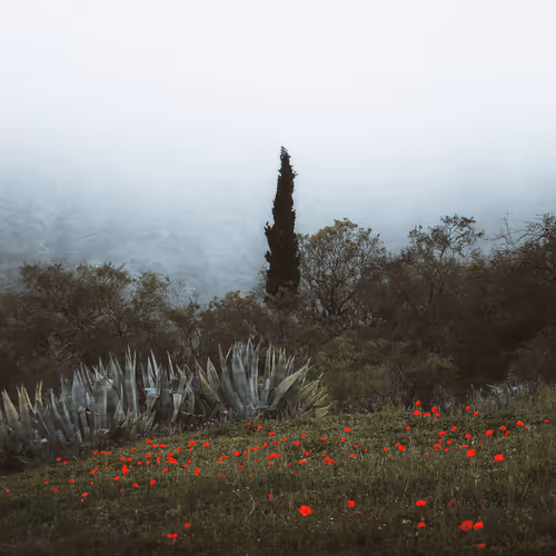 A Breathe of Nature