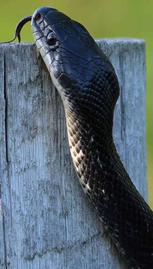 Item #97703427282030741984022634986911983897204836568735072395572896072212978597889 Media