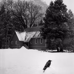 THE VISITOR