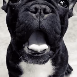 dog
