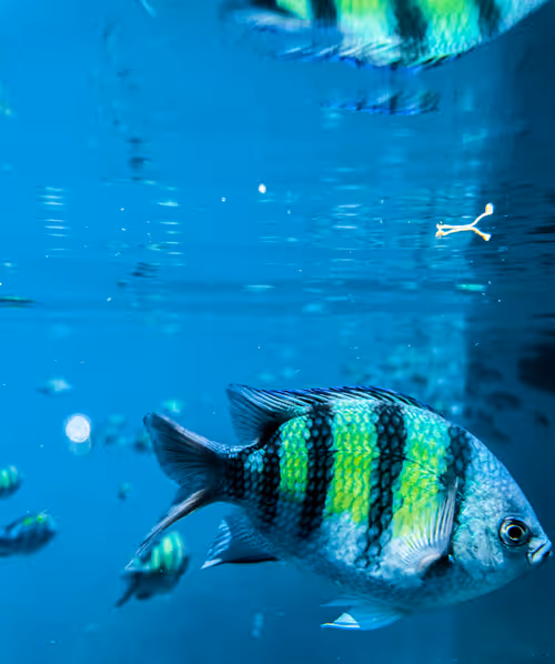 Item #19706736647229879656822454132754720829342414100240411727761358975016745566209 Media