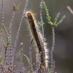 caterpillar