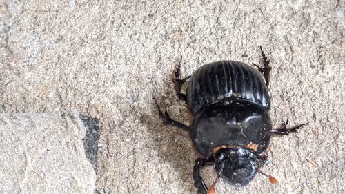 Item #47518194273065051299756248603371626593986050369570479212048397531165751246849 Media