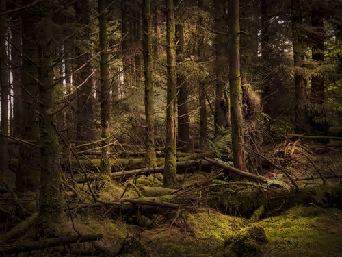 Item #113391420929209941219598099572508675076097289829558384042967582005373603676161 Media