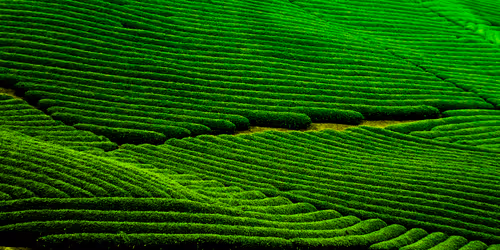 Item #11334797778042611163602503975706175933433874390218039120789215714191926624257 Media