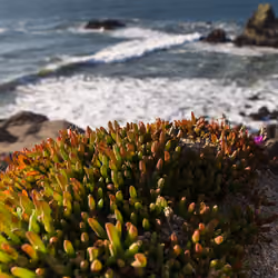 Cali Venture #12