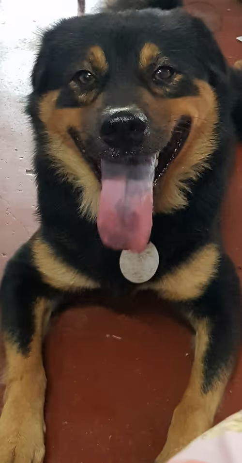 Item #56055091060271351536523847984853154360378800009370414984463609018488239161345 Media