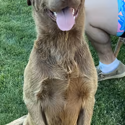Chief - Gopher