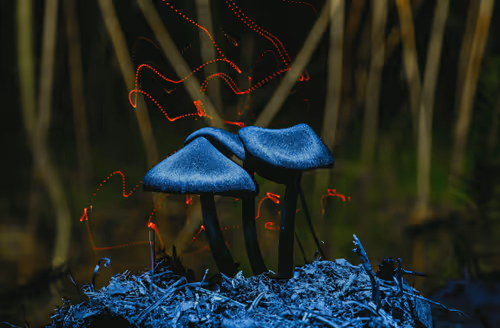 Item #114520185407821149204581307009181391760561859440781731159450127502357550858241 Media