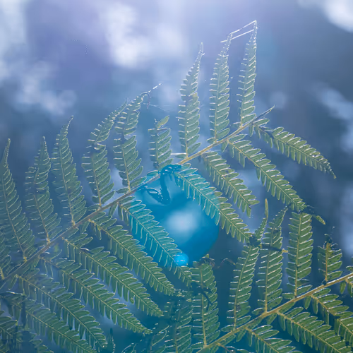 Aural Light Collection