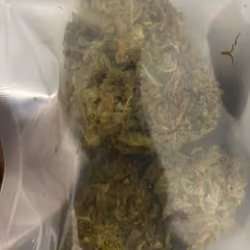 BUDZILLA