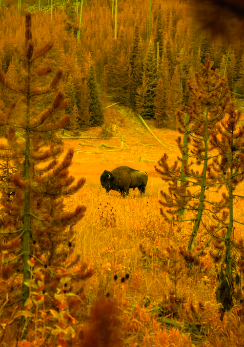 Item #62770830547104152708254418170425720867314851390025237510786564821366624747521 Media