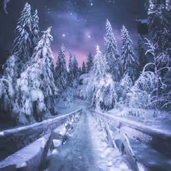 Winter Dream