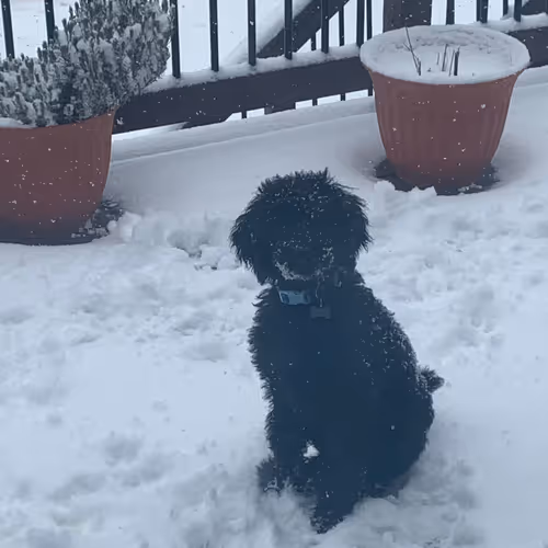 Bo The Black Goldendoodle