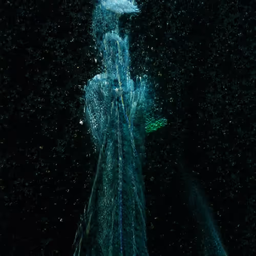 Item #81423580408588551200801073682850784470757564812203159627046902745061394481153 Media